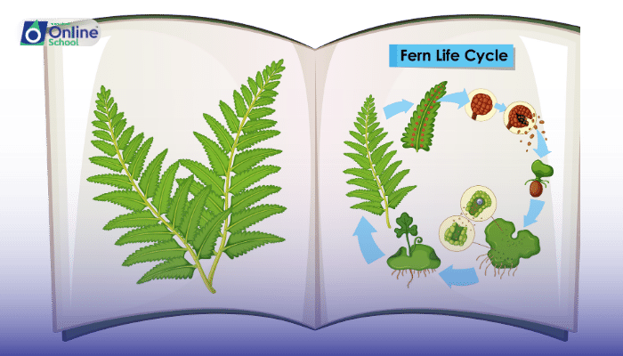 Lesson 10: Life Cycle of Ferns